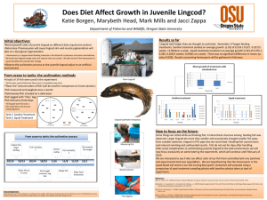 Does Diet Affect Growth in Juvenile Lingcod? Results so far