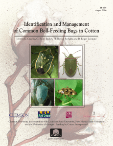 Identification and Management of Common Boll-Feeding Bugs in Cotton