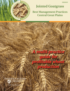 A multi-practice guide for profitable wheat production