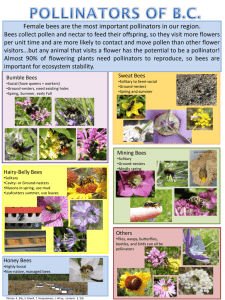 Female bees are the most important pollinators in our region.