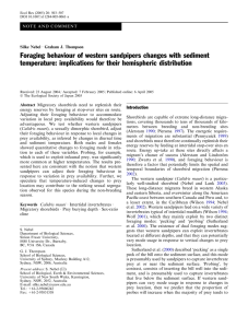 Foraging behaviour of western sandpipers changes with sediment
