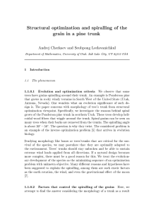 Structural optimization and spiralling of the grain in a pine trunk