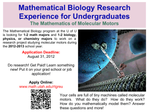 Mathematical Biology Research Experience for Undergraduates The Mathematics of Molecular Motors