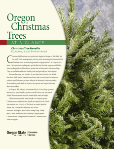 Oregon Christmas Trees C