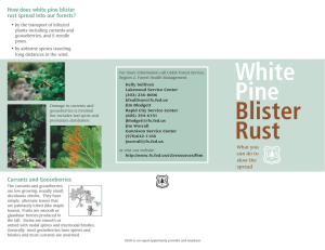 How does white pine blister rust spread into our forests?