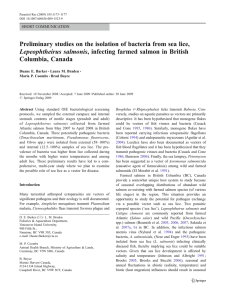 Preliminary studies on the isolation of bacteria from sea lice,