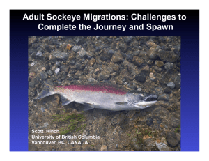 Adult Sockeye Migrations: Challenges to Complete the Journey and Spawn