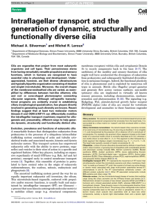 Intraflagellar transport and the generation of dynamic, structurally and functionally diverse cilia