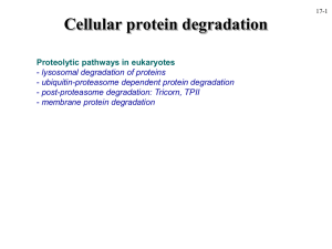 Cellular protein degradation