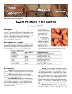Sweet Potatoes in the Garden Summary  Jeran Farley