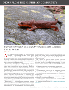 A NEWS FROM THE AMPHIBIAN COMMUNITY Batrachochytrium salamandrivorans Call to Action