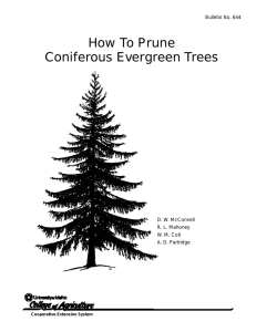 How To Prune Coniferous Evergreen Trees Bulletin No. 644 D. W. McConnell