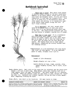 13 Bottlebrush Squirreltail Range Plant Leaflet