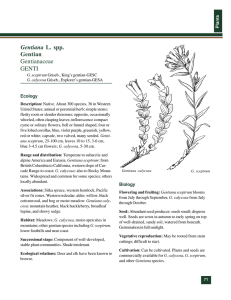 Gentiana Gentian Gentianaceae GENTI