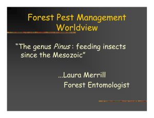 Forest Pest Management Worldview Pinus “The genus