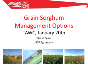 Grain Sorghum Management Options TAWC, January 20th Brent Bean