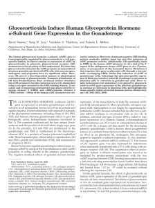 Glucocorticoids Induce Human Glycoprotein Hormone -Subunit Gene Expression in the Gonadotrope