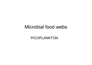 Microbial food webs PICOPLANKTON