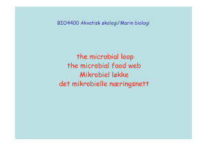 the microbial loop the microbial food web Mikrobiel løkke det mikrobielle næringsnett