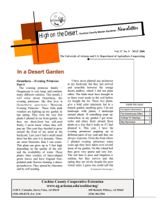 Newsletter High on the Desert In a Desert Garden