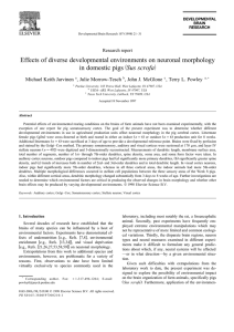 Effects of diverse developmental environments on neuronal morphology Sus scrofa ž /