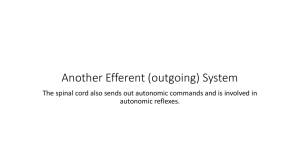 Another Efferent (outgoing) System autonomic reflexes.