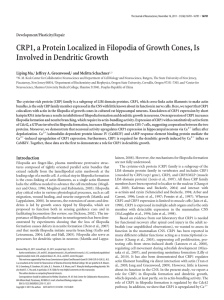 CRP1, a Protein Localized in Filopodia of Growth Cones, Is Development/Plasticity/Repair