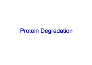 Protein Degradation