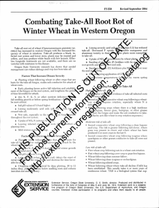 Winter Wheat in Western Oregon Combating Take-All Root Rot of