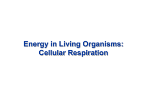 Energy in Living Organisms: Cellular Respiration