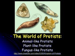 Protists The World of Protists: Animal-like Protists Plant-like Protists