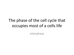 The phase of the cell cycle that interphase
