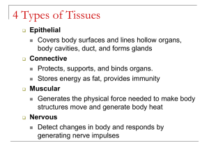 4 Types of Tissues