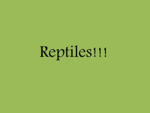 Reptiles!!!