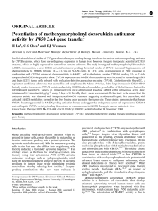 Potentiation of methoxymorpholinyl doxorubicin antitumor P450 3A4 gene transfer activity by ORIGINAL ARTICLE