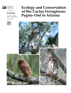 Ecology and Conservation of the Cactus Ferruginous Pygmy-Owl in Arizona United States