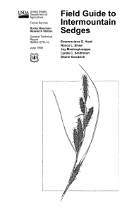 Field Guide to Intermountain Sedges Emerenciana G. Hurd