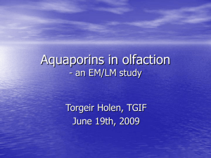 Aquaporins in olfaction - an EM/LM study Torgeir Holen, TGIF June 19th, 2009