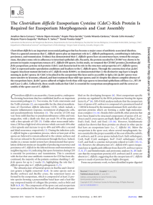 Clostridium difficile Required for Exosporium Morphogenesis and Coat Assembly