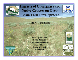 Impacts of Cheatgrass and Native Grasses on Great Basin Forb Development Hilary Parkinson