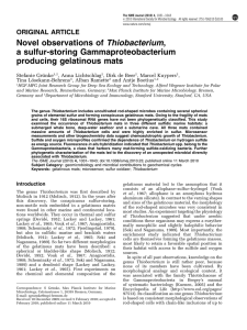Novel observations of Thiobacterium, a sulfur-storing Gammaproteobacterium producing gelatinous mats ORIGINAL ARTICLE