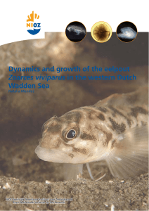 Dynamics and growth of the eelpout Wadden Sea Zoarces viviparus Natalia Mendez