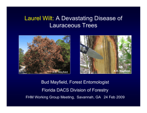 Laurel Wilt: A Devastating Disease of g Lauraceous Trees