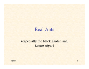 Real Ants (especially the black garden ant, Lasius niger 9/24/03