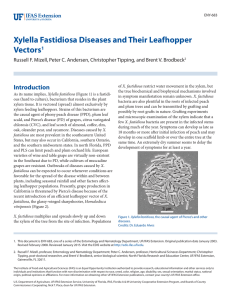Xylella Fastidiosa Diseases and Their Leafhopper Vectors Introduction
