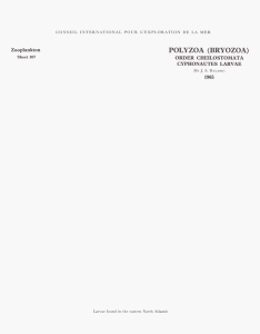 POLYZOA  (BRYOZOA) LARVAE Zooplankton ORDER  CHEILOSTOMATA