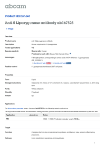 Anti-5 Lipoxygenase antibody ab167525 Product datasheet 1 Image