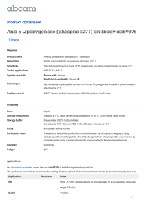 Anti-5 Lipoxygenase (phospho S271) antibody ab59395
