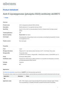Anti-5 Lipoxygenase (phospho S523) antibody ab30573