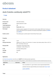 Anti-Cubilin antibody ab65773 Product datasheet 1 Image Overview